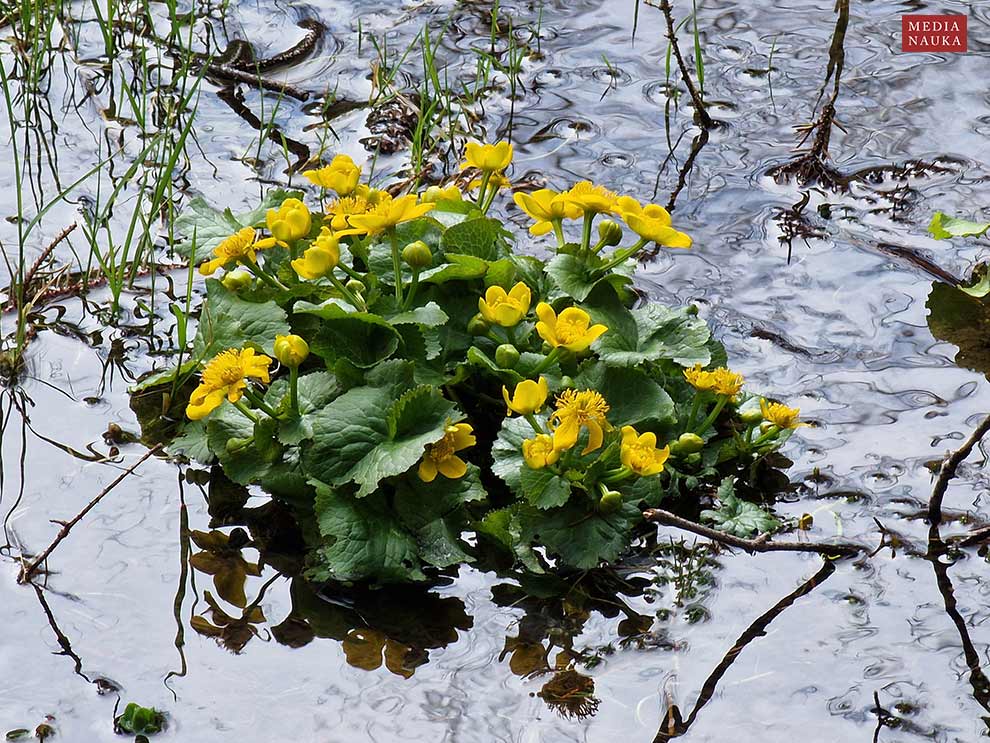 knieć górska (Caltha laeta)