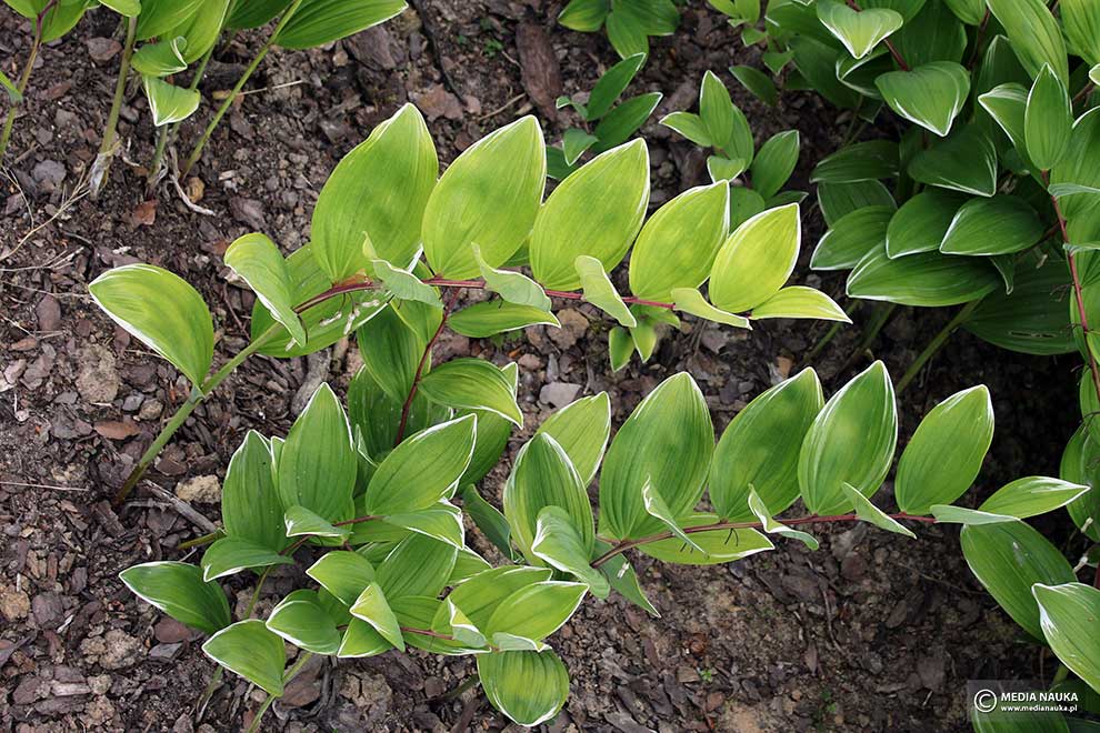 kokoryczka sierpowata (Polygonatum falcatum)