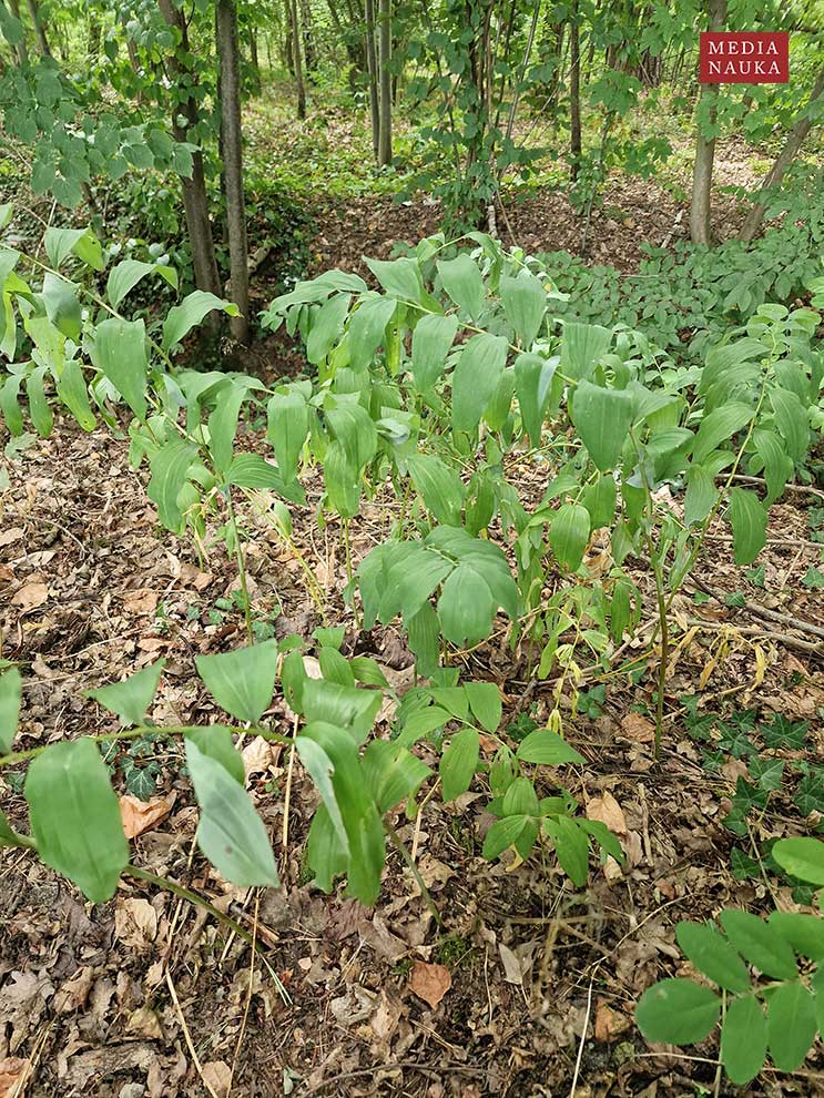 kokoryczka wielokwiatowa (Polygonatum multiflorum)