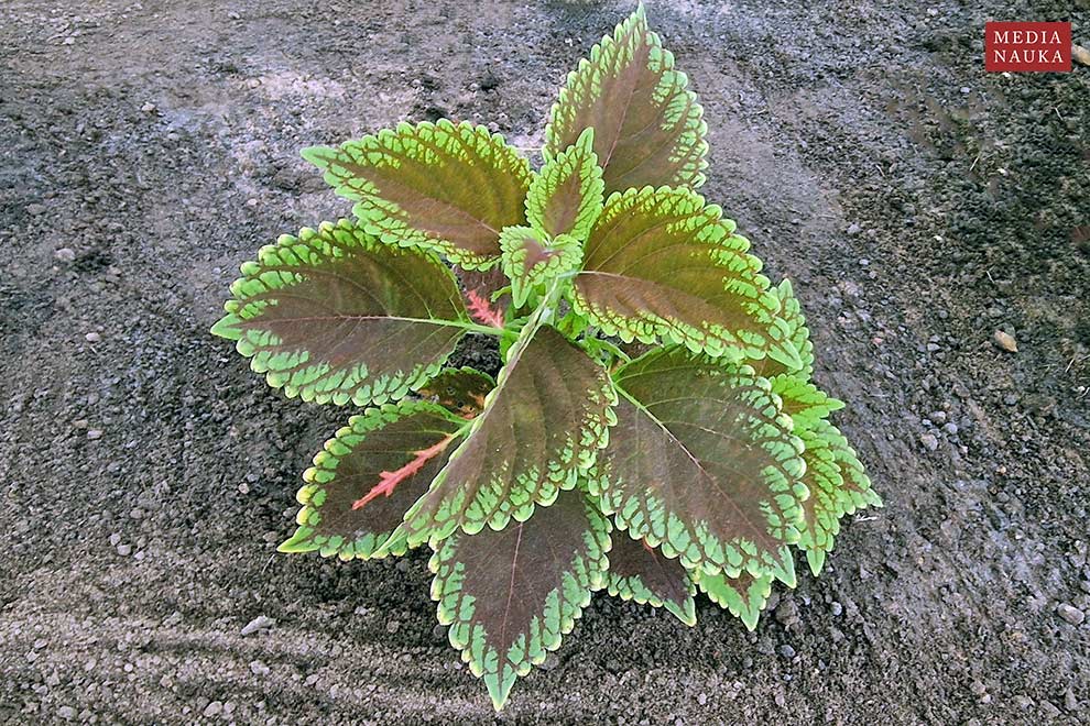 koleus Blumego (Plectranthus scutellarioides)