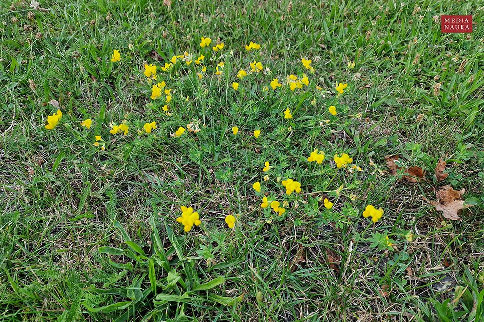 komonica zwyczajna (Lotus corniculatus)