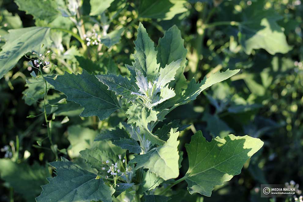 komosa biała, lebioda (Chenopodium album)