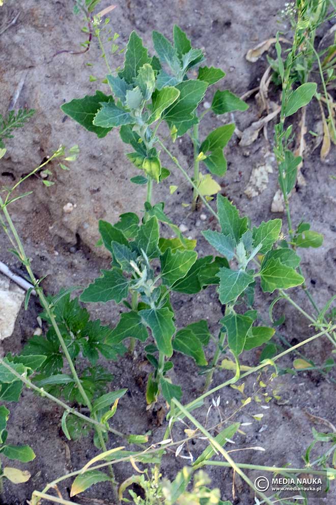komosa biała, lebioda (Chenopodium album)