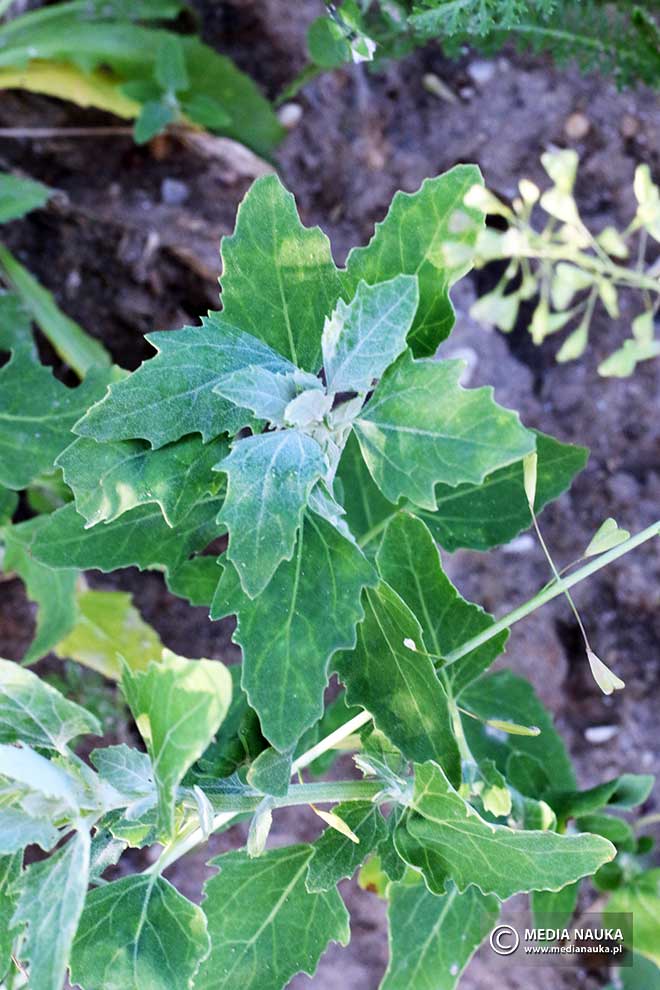komosa biała, lebioda (Chenopodium album)