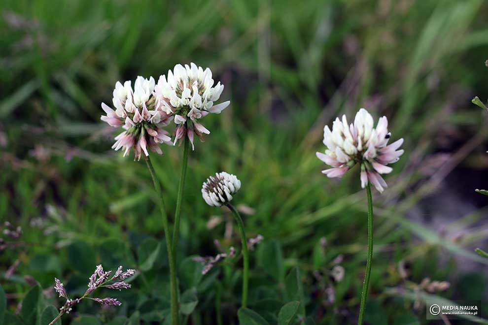 koniczyna biała, koniczyna rozesłana (Trifolium repens)