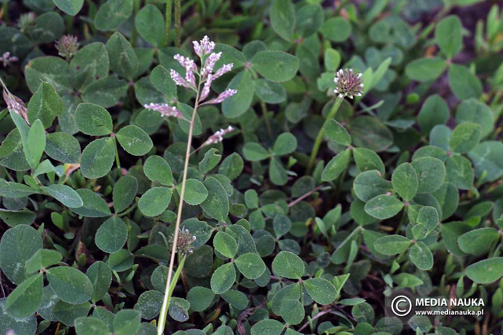koniczyna biała, koniczyna rozesłana (Trifolium repens)