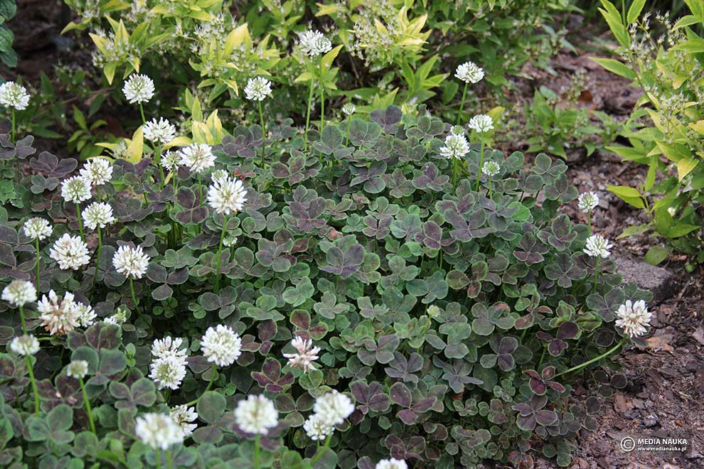 koniczyna biała, koniczyna rozesłana (Trifolium repens)