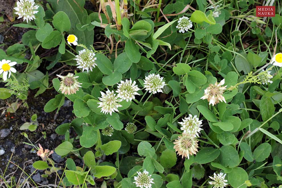 koniczyna biała, koniczyna rozesłana (Trifolium repens)