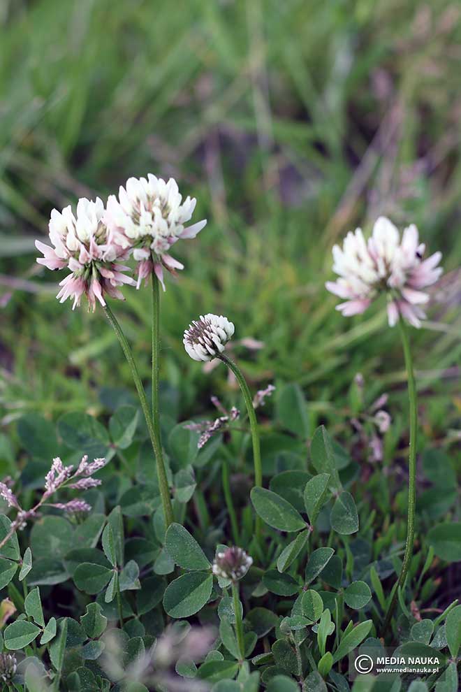 koniczyna biała, koniczyna rozesłana (Trifolium repens)