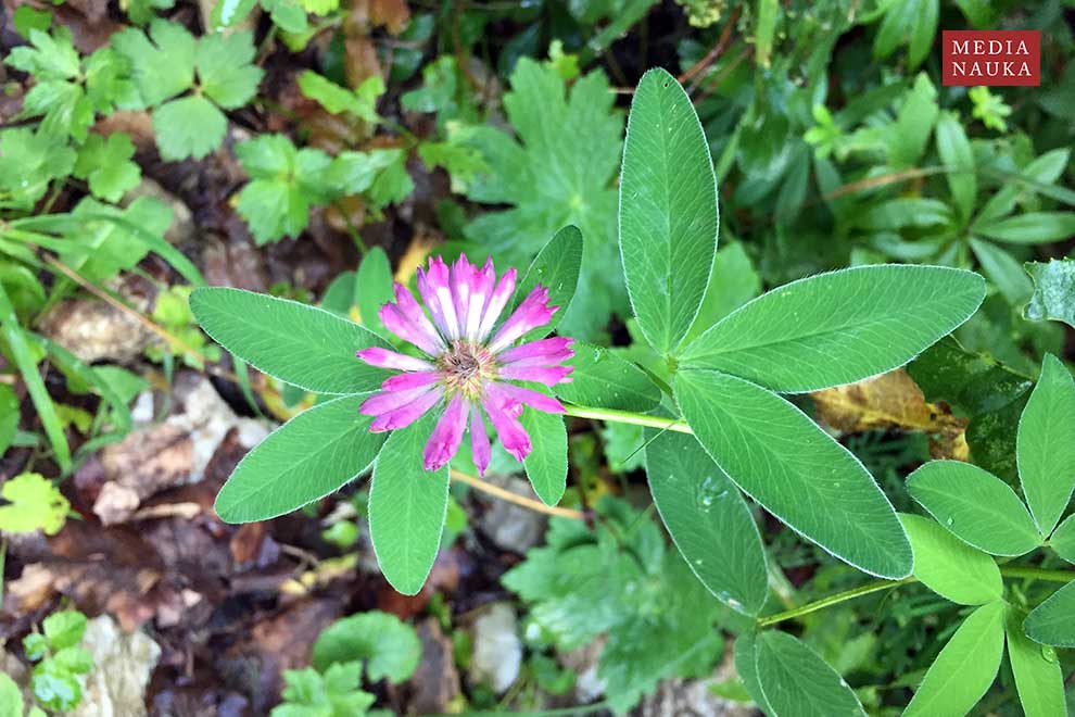 koniczyna pogięta (Trifolium medium)