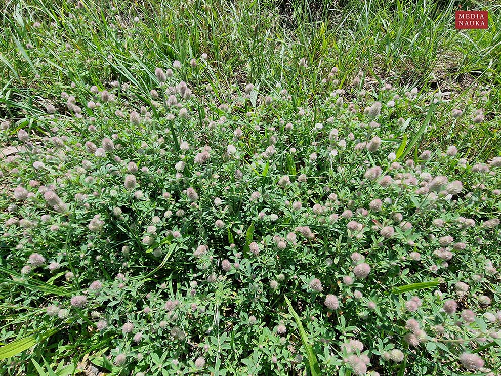 koniczyna polna, kotki (Trifolium arvense)