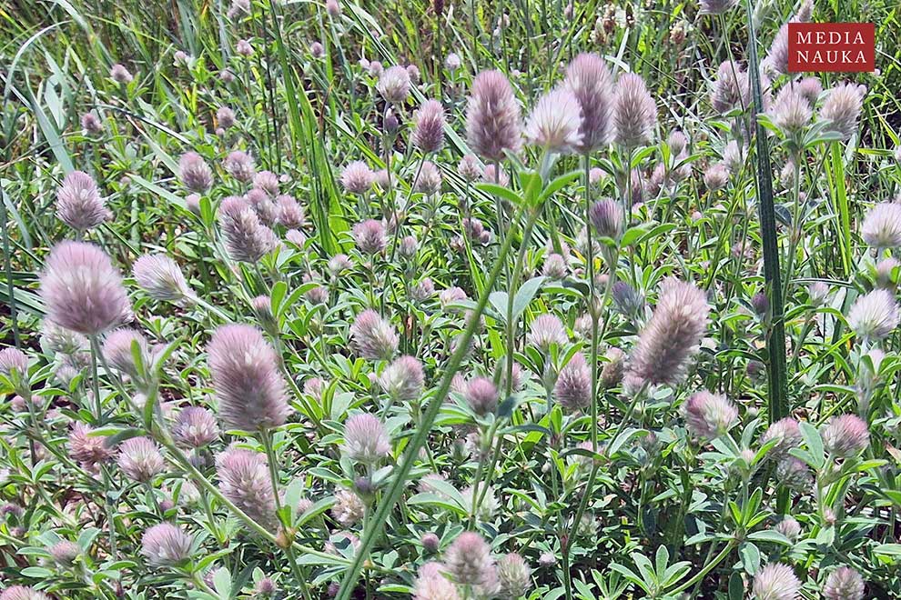 koniczyna polna, kotki (Trifolium arvense)