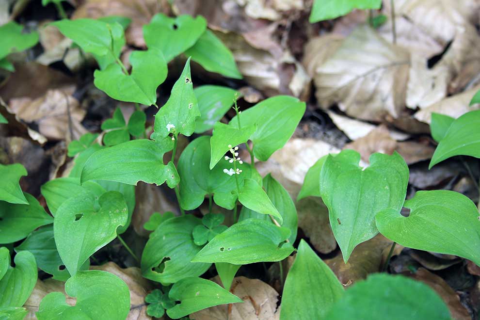konwalijka dwulistna, majownik (Maianthemum bifolium)
