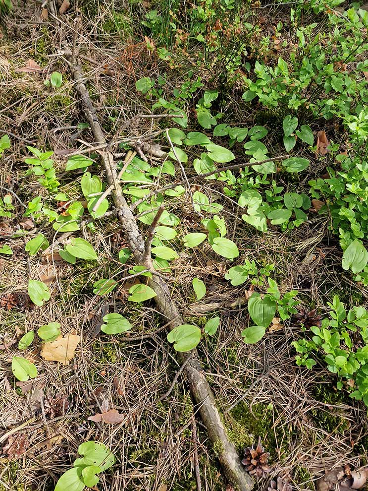 konwalijka dwulistna, majownik (Maianthemum bifolium)