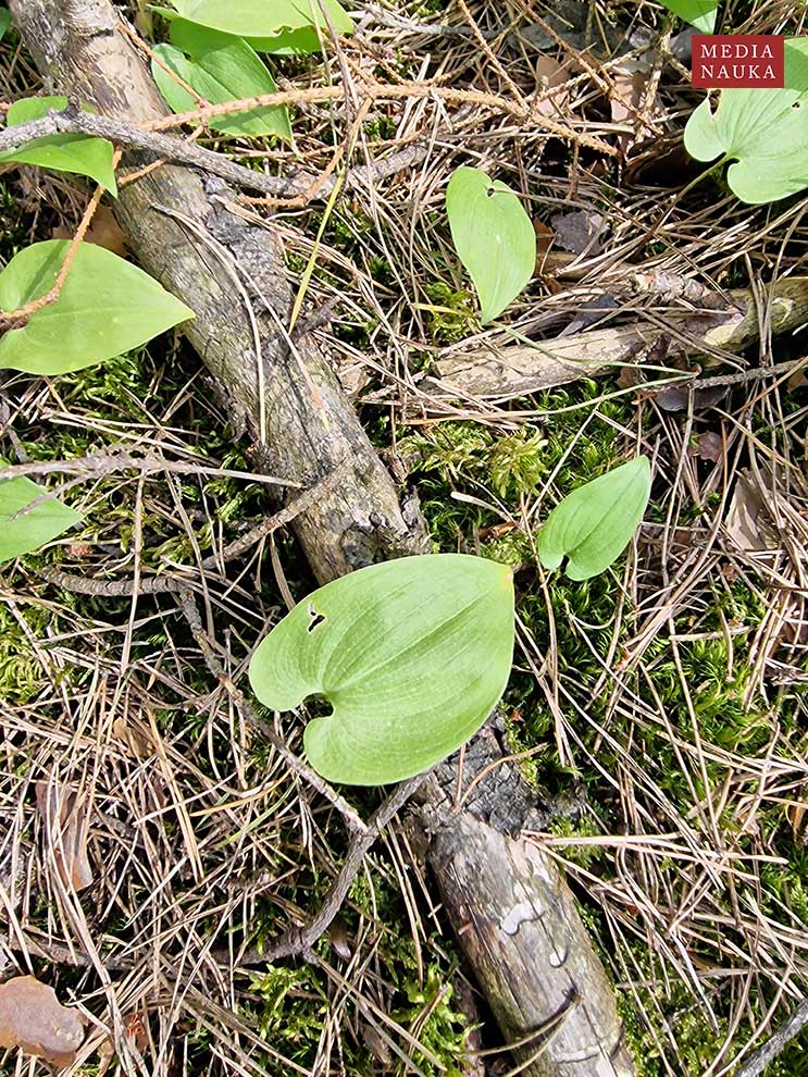 konwalijka dwulistna, majownik (Maianthemum bifolium)