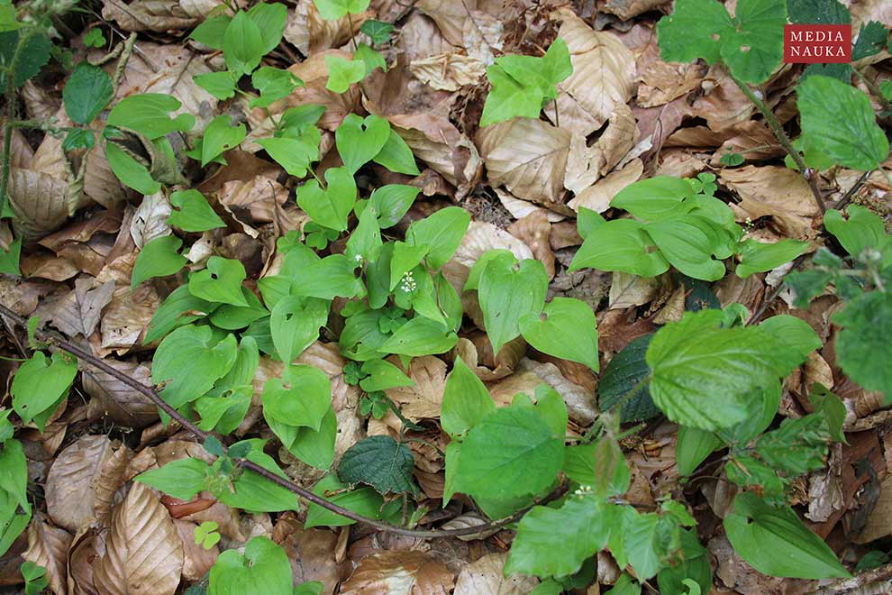 konwalijka dwulistna, majownik (Maianthemum bifolium)