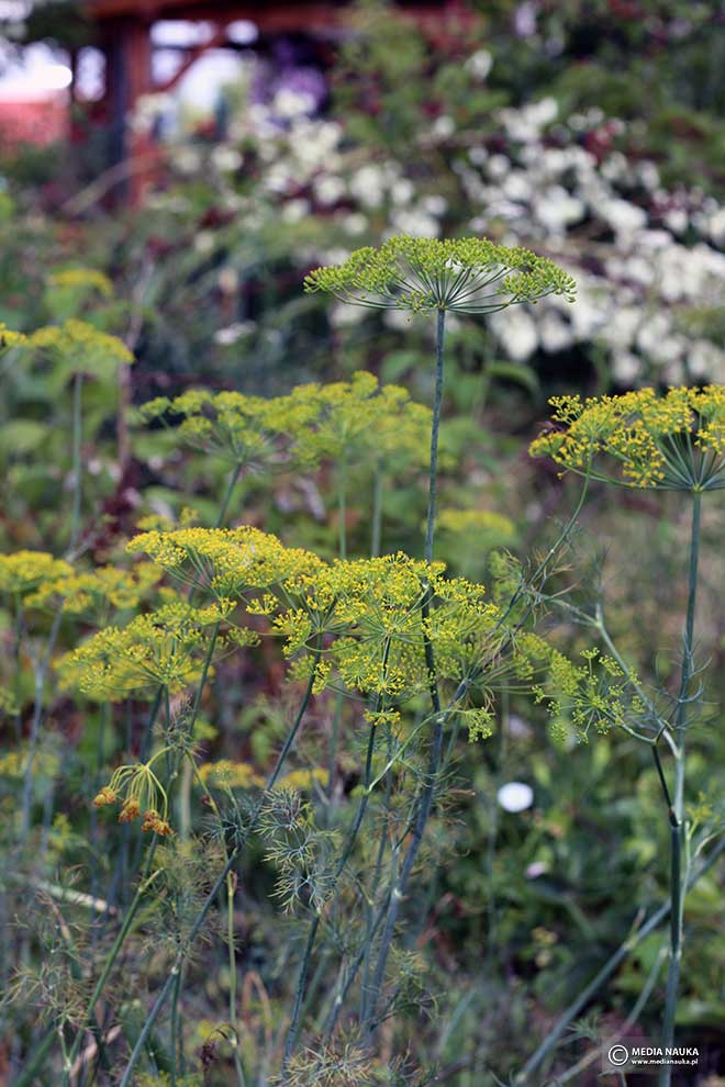 koper ogrodowy (Anethum graveolens)