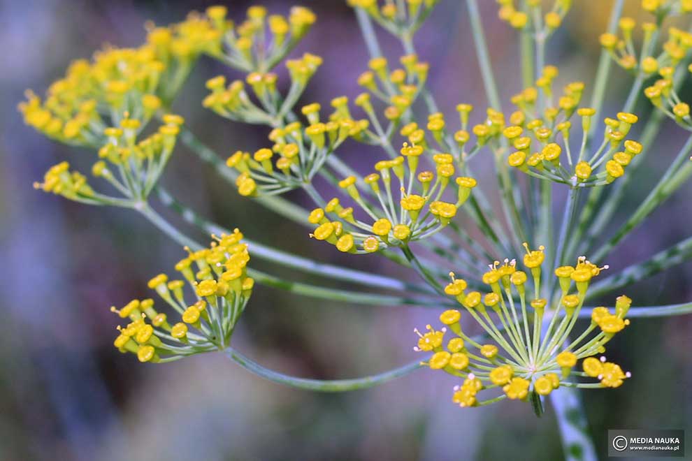koper ogrodowy (Anethum graveolens)