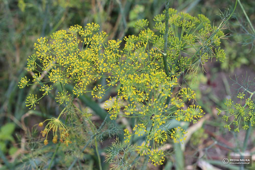 koper ogrodowy (Anethum graveolens)