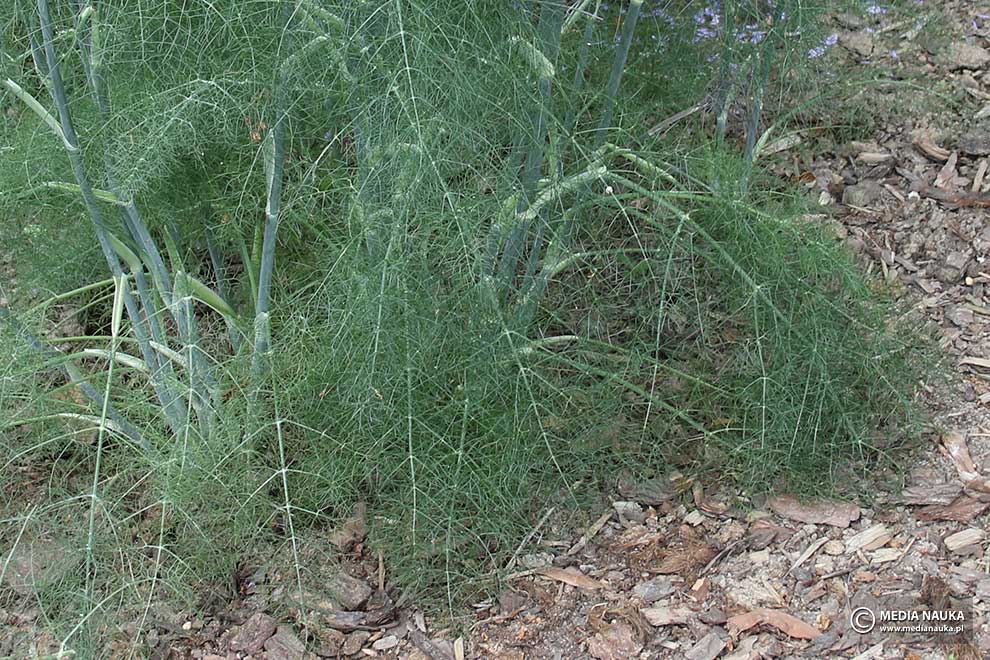 koper włoski, fenkuł włoski (Foeniculum vulgare)