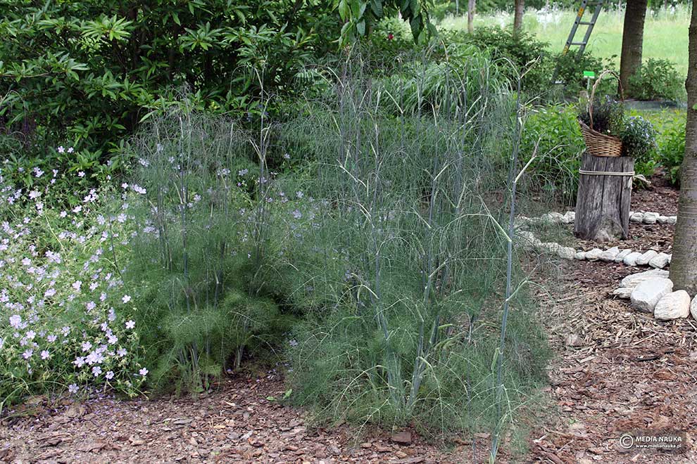 koper włoski, fenkuł włoski (Foeniculum vulgare)