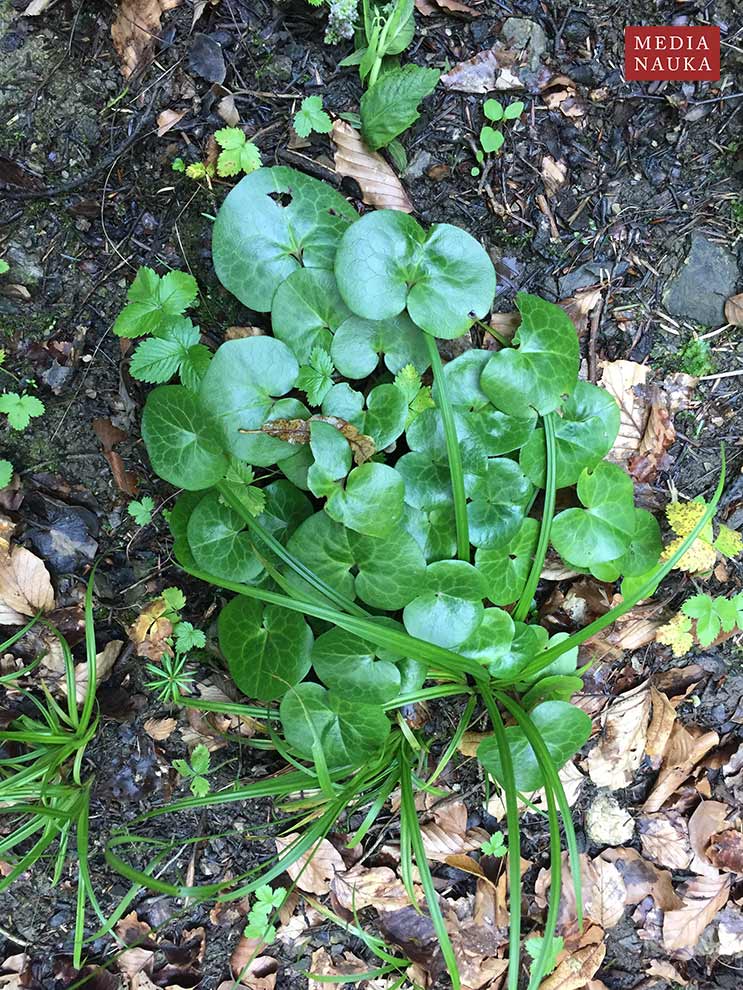 kopytnik pospolity (Asarum europaeum)