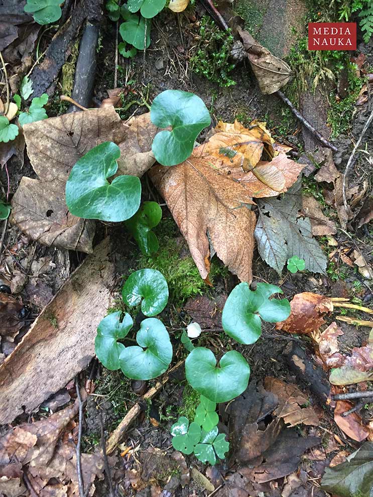 kopytnik pospolity (Asarum europaeum)