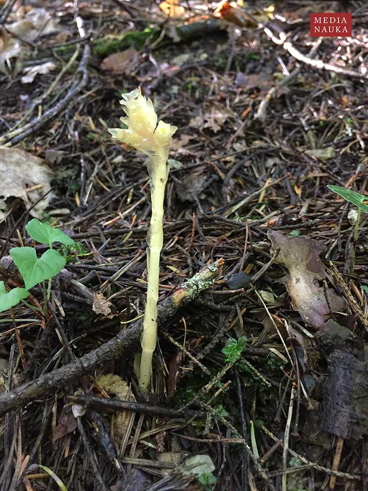 korzeniówka pospolita (Monotropa hypopitis)