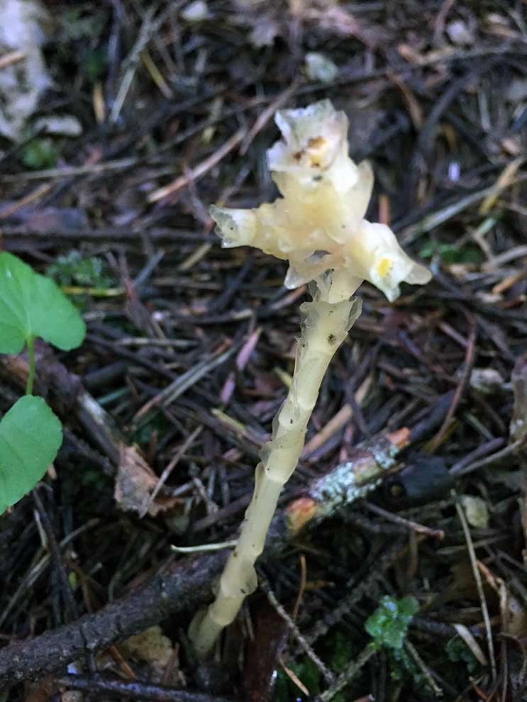 korzeniówka pospolita (Monotropa hypopitis)