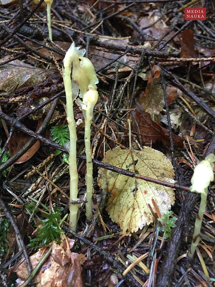 korzeniówka pospolita (Monotropa hypopitis)