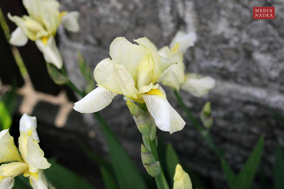 kosaciec bródkowy (Iris ×barbata)