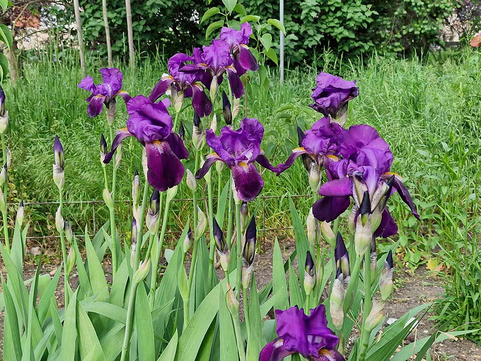 kosaciec bródkowy (Iris ×barbata)