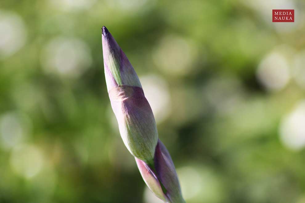 kosaciec bródkowy (Iris ×barbata)