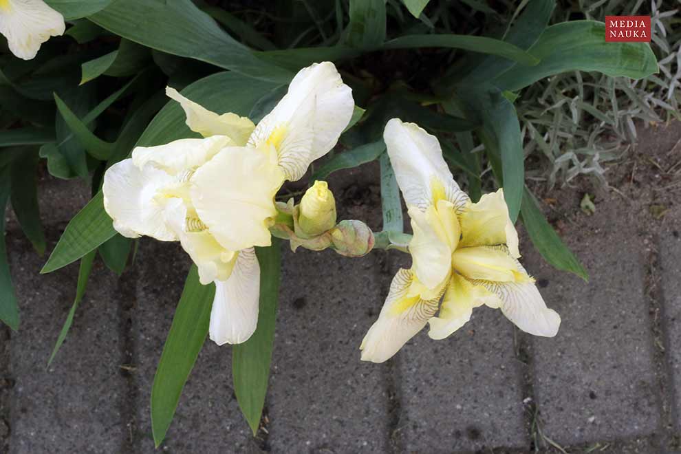 kosaciec bródkowy (Iris ×barbata)