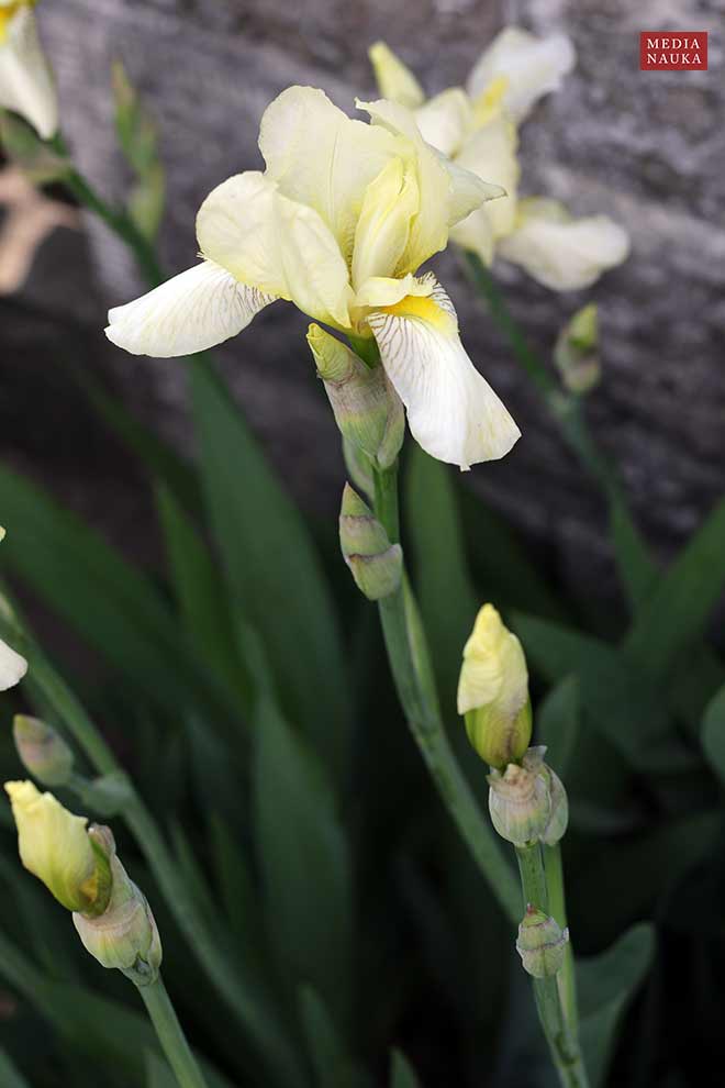 kosaciec bródkowy (Iris ×barbata)