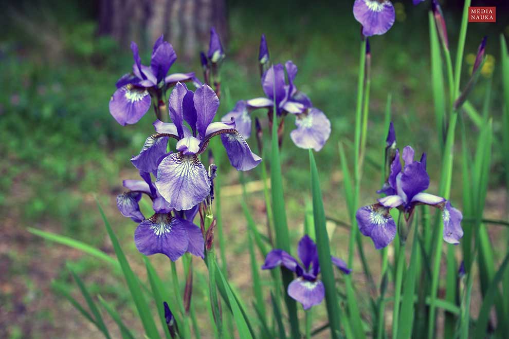 kosaciec syberyjski (Iris sibirica)