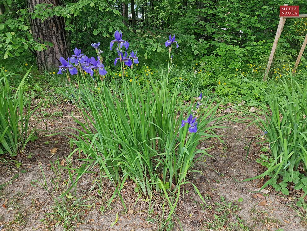 kosaciec syberyjski (Iris sibirica)