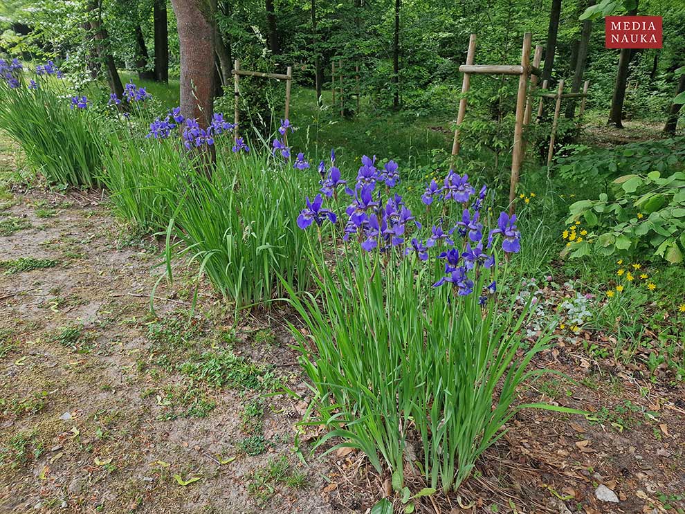 kosaciec syberyjski (Iris sibirica)