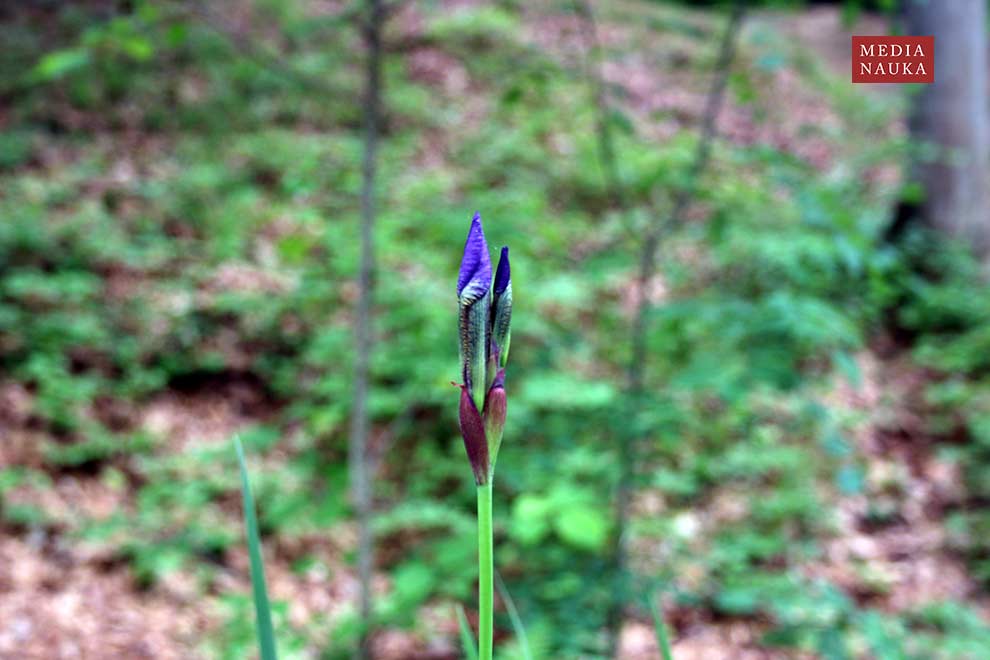 kosaciec syberyjski (Iris sibirica)
