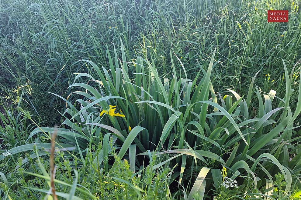 kosaciec żółty (Iris pseudacorus)