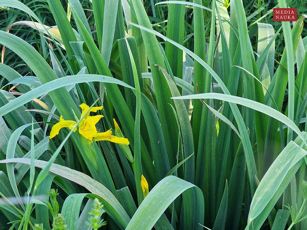 kosaciec żółty (Iris pseudacorus)