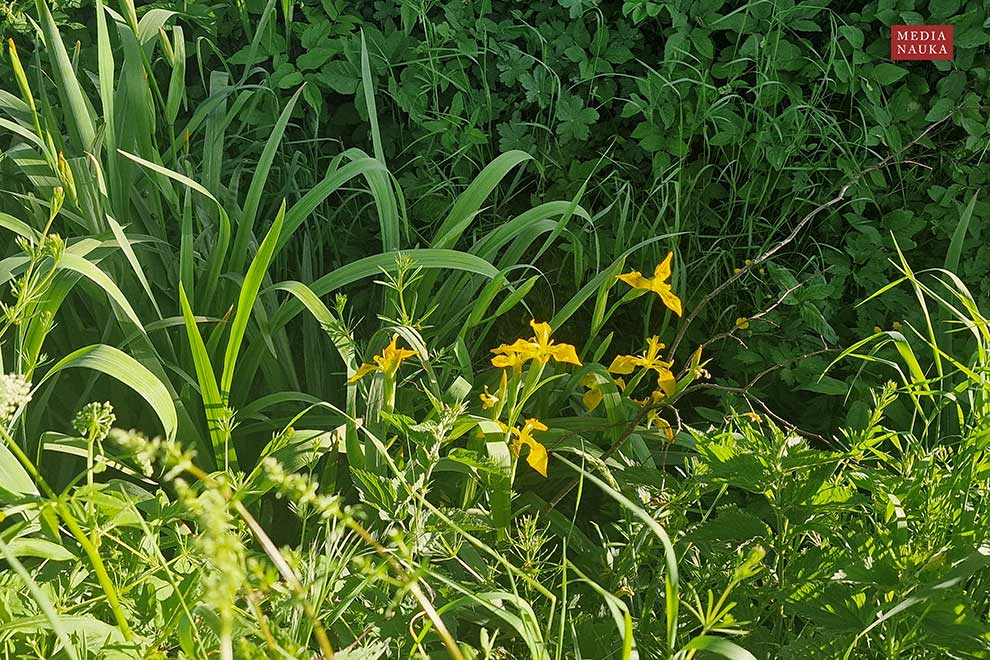 kosaciec żółty (Iris pseudacorus)