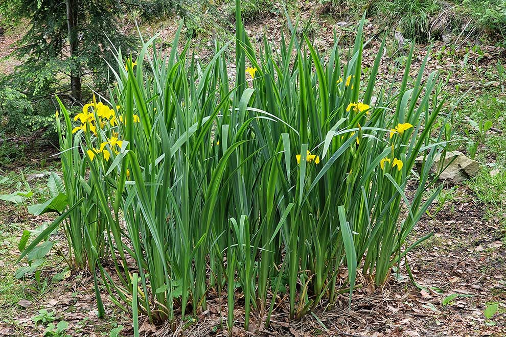 kosaciec żółty (Iris pseudacorus)