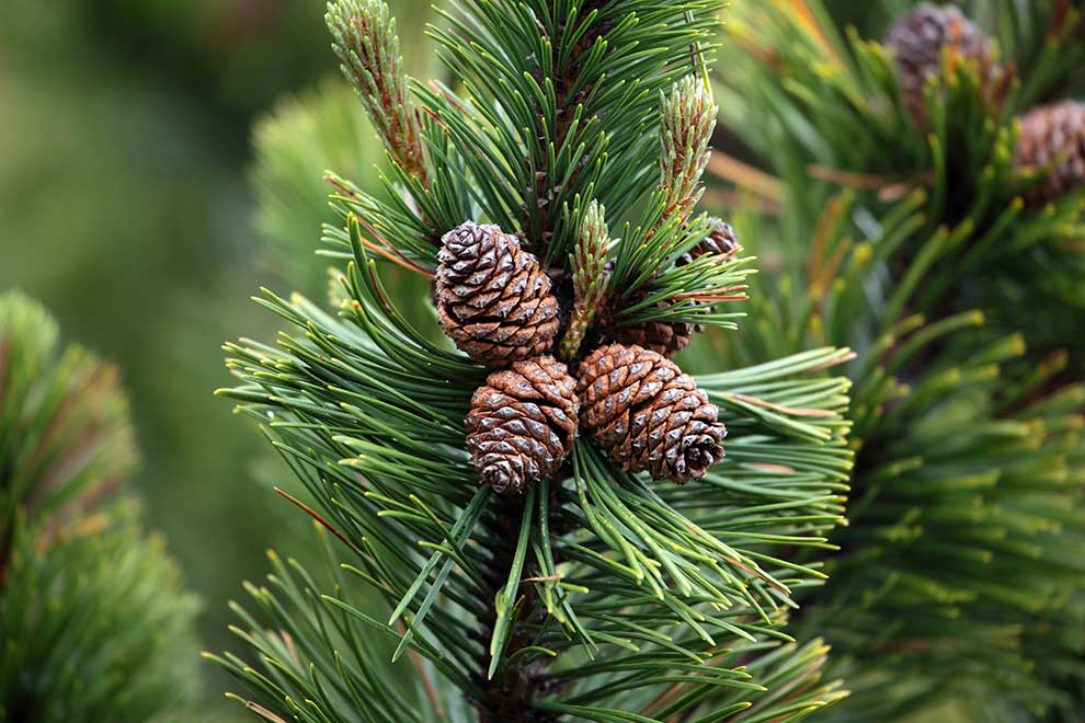 kosodrzewina, sosna górska, sosna kosa, kosówka (Pinus mugo)