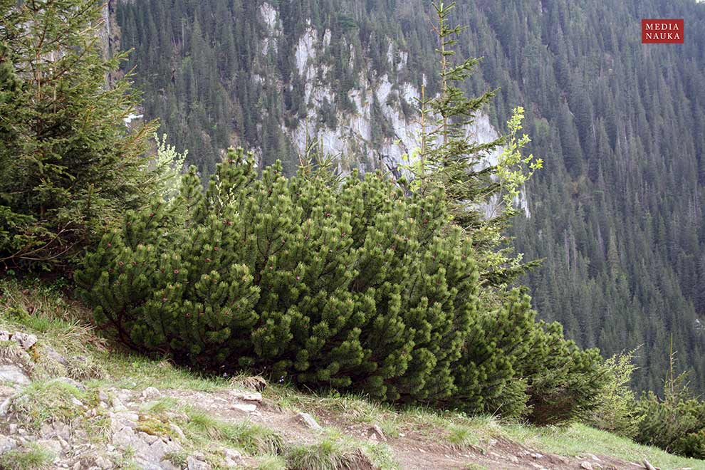 kosodrzewina, sosna górska, sosna kosa, kosówka (Pinus mugo)