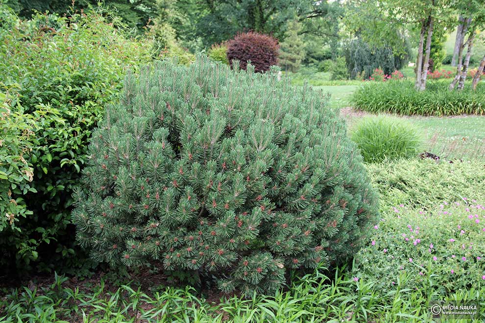 kosodrzewina, sosna górska, sosna kosa, kosówka (Pinus mugo)