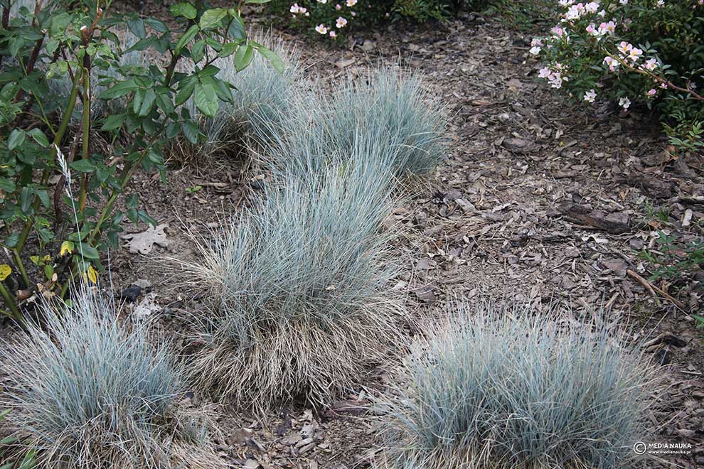 kostrzewa sina, kostrzewa popielata (Festuca glauca)