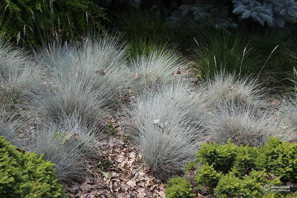 kostrzewa sina, kostrzewa popielata (Festuca glauca)