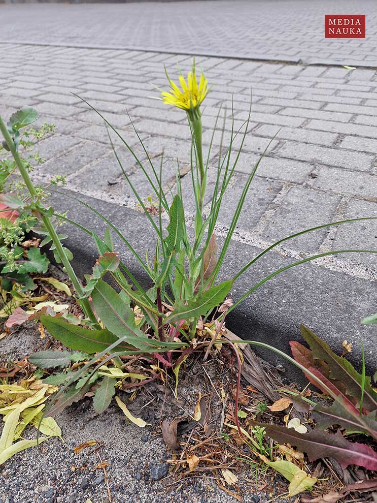 kozibród wielki (Tragopogon dubius)