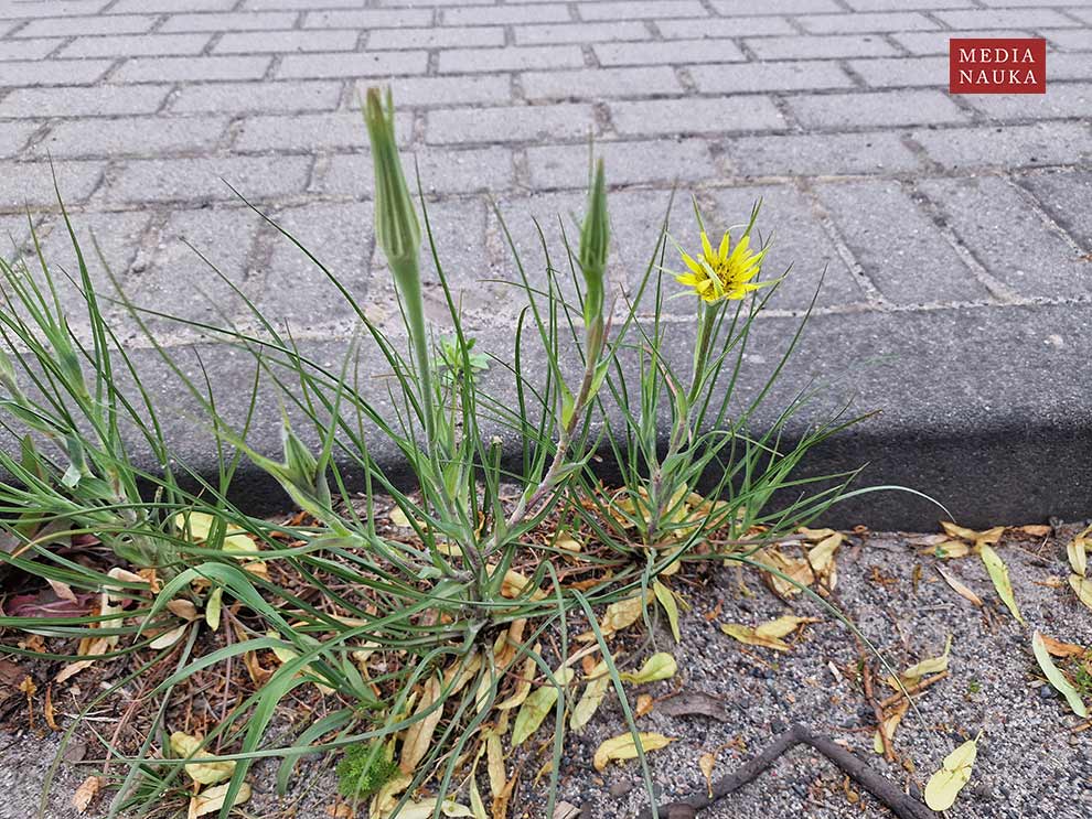 kozibród wielki (Tragopogon dubius)